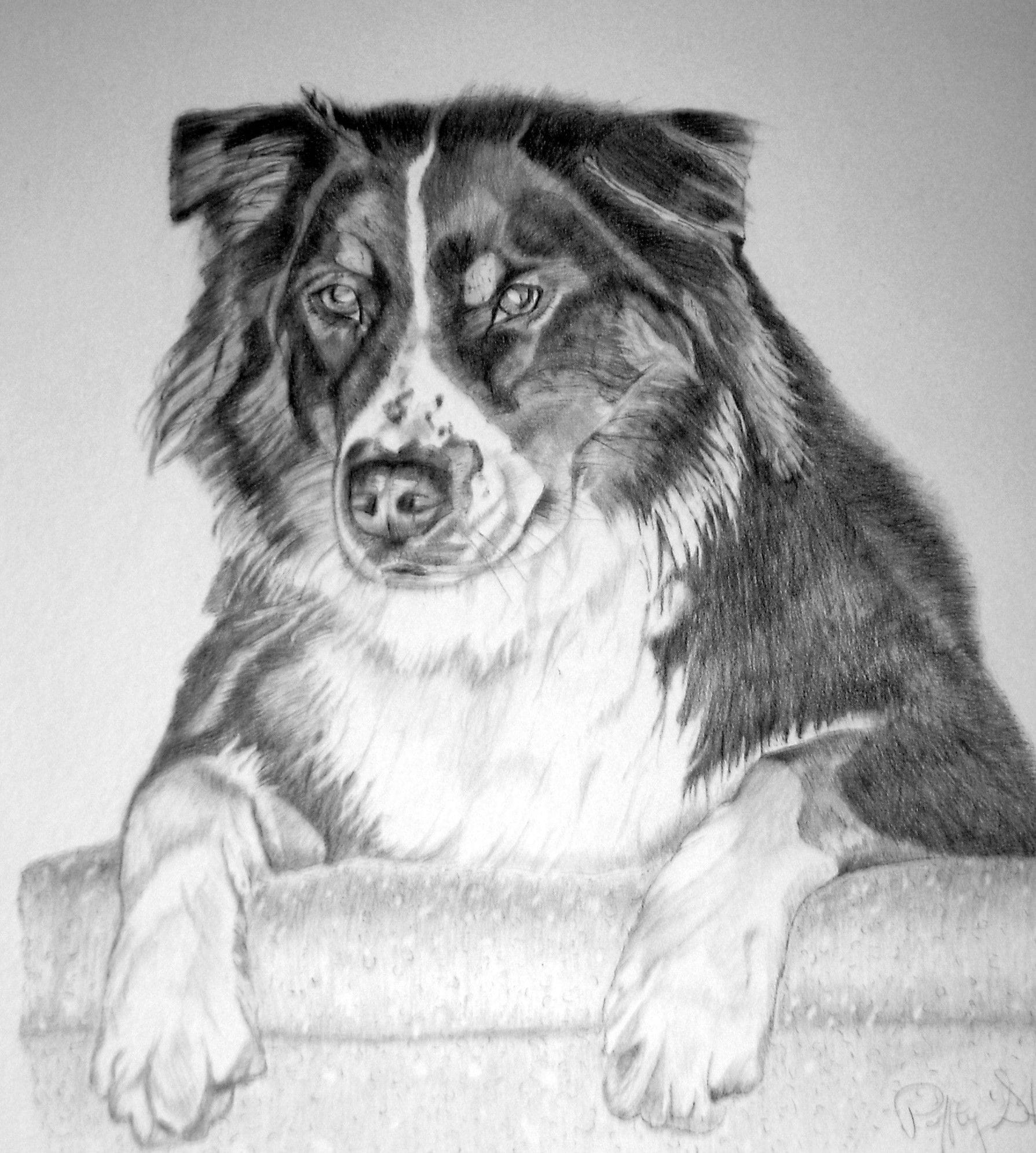 Australian Shepherd done in grahite pencil