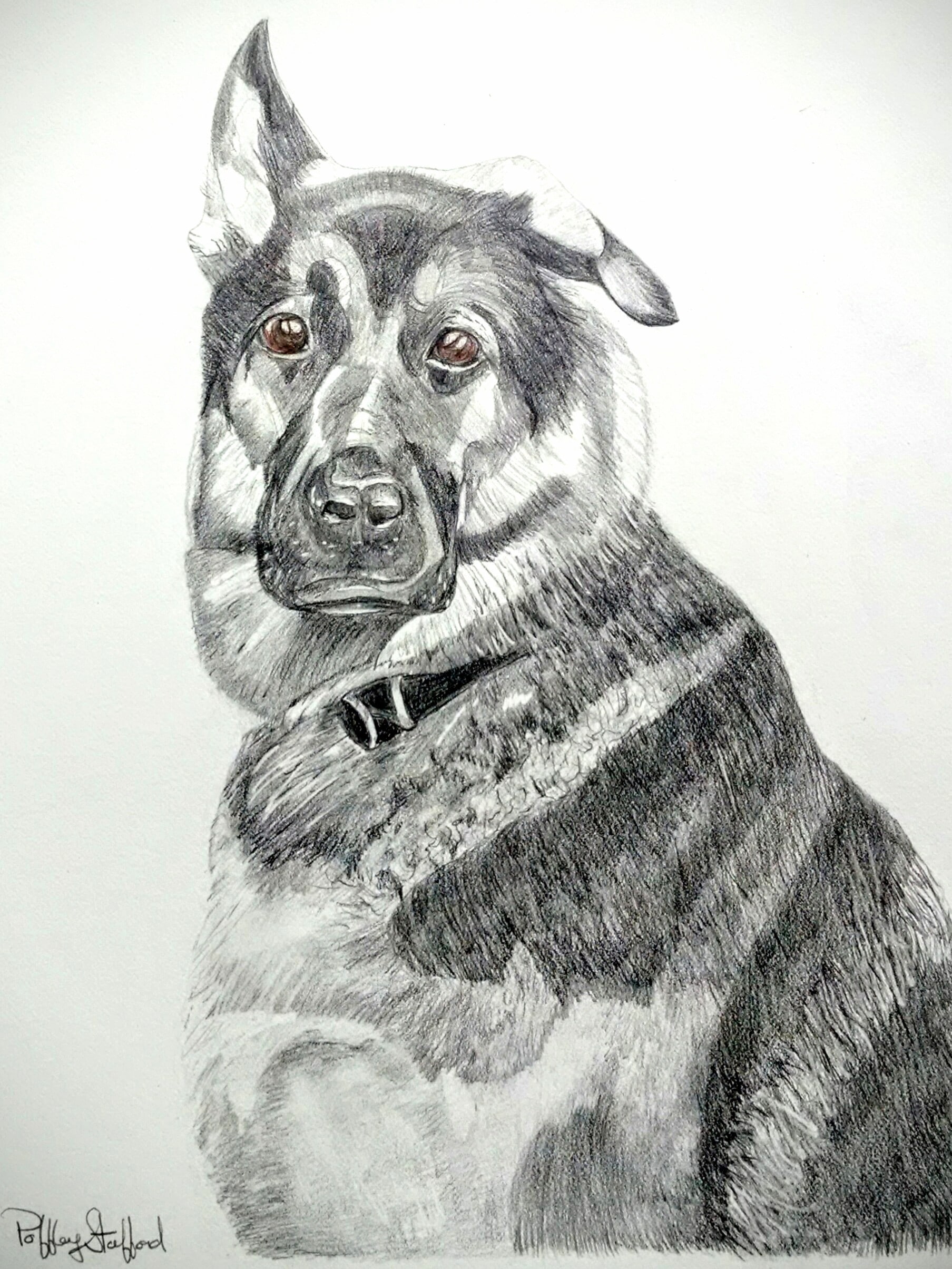 German Sheherd Portrait