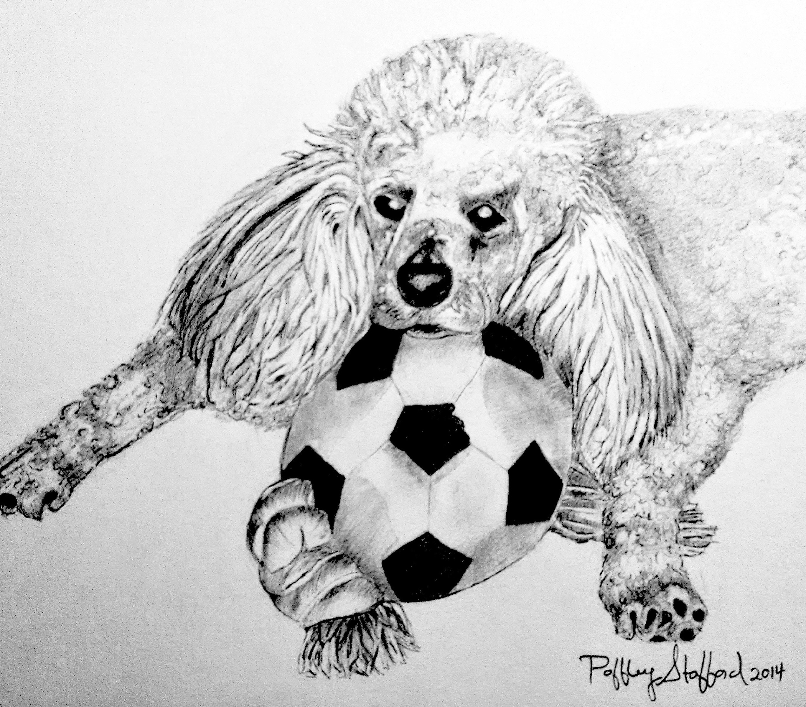 Poodle Portrait