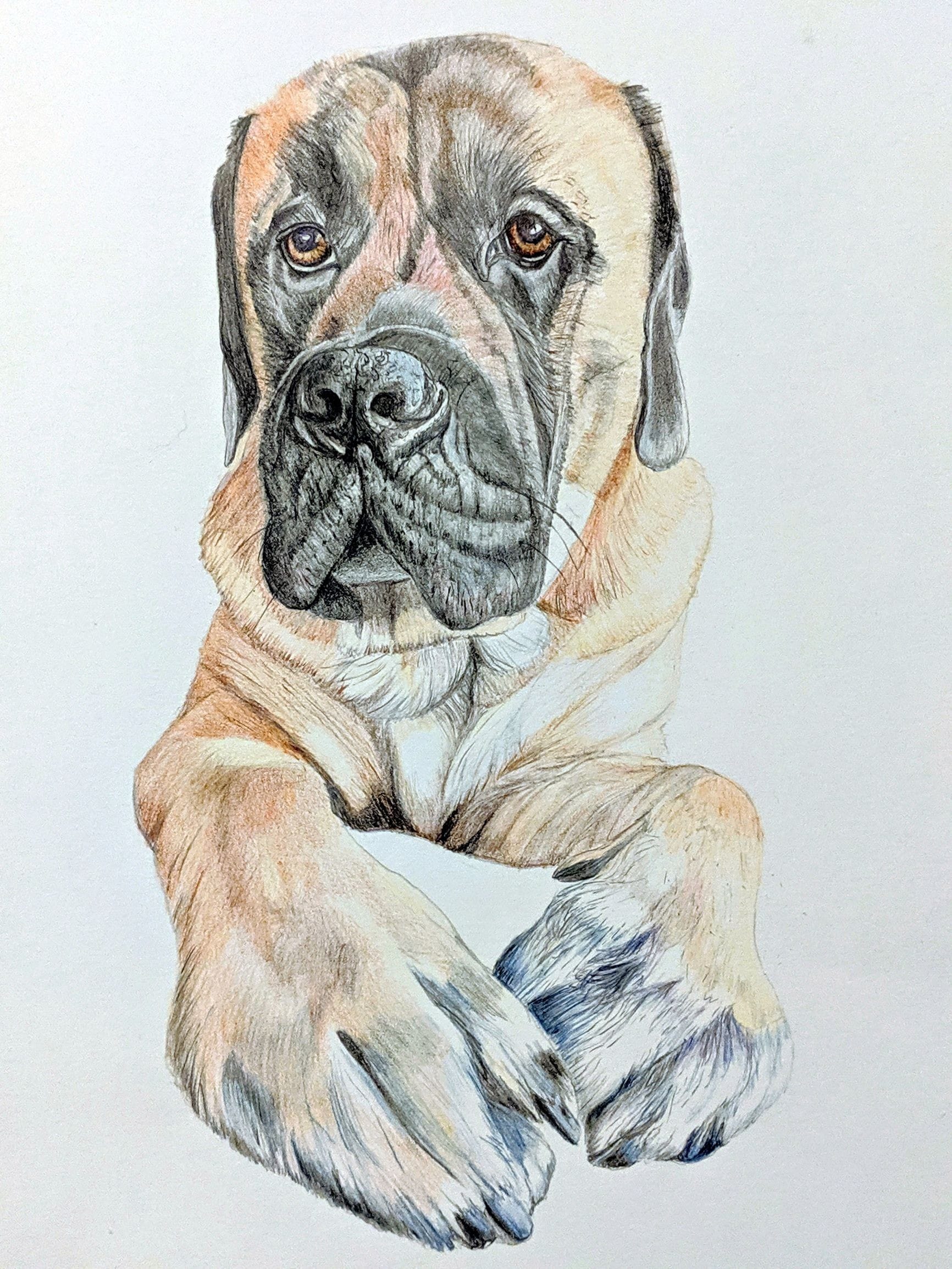 Portrait in colored pencil